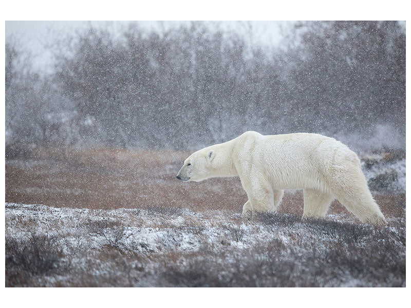 canvas-print-let-it-snow-a