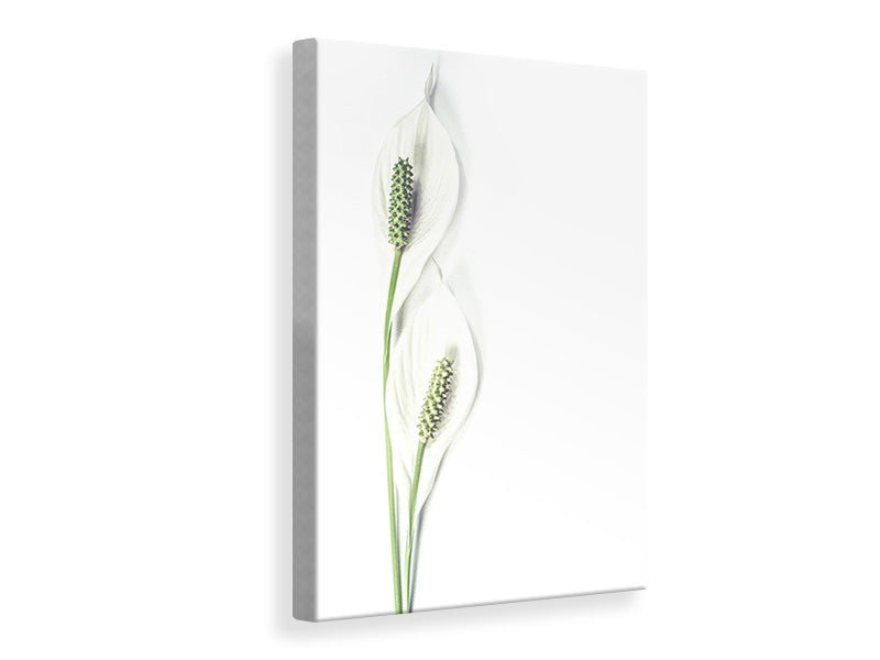 canvas-print-lily-seed-pods