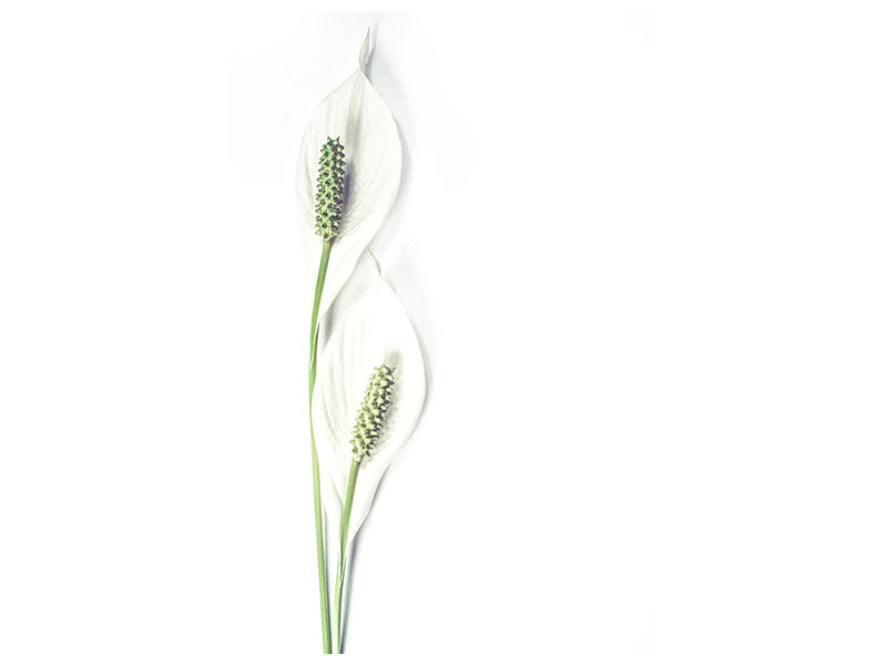 canvas-print-lily-seed-pods