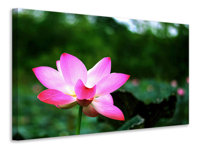 canvas-print-lotus-in-nature