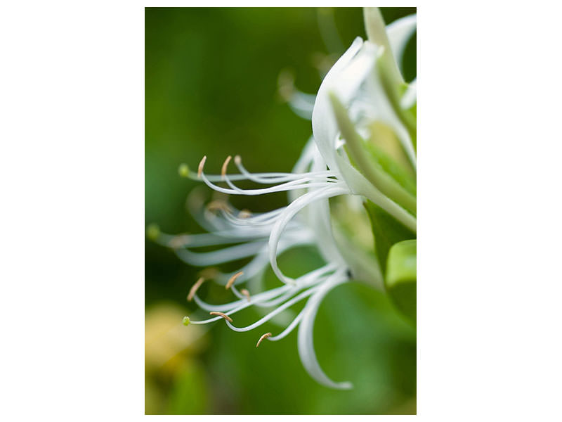 canvas-print-macro-florescence