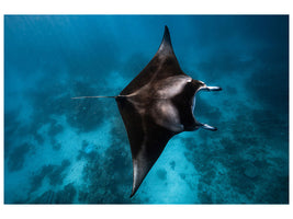 canvas-print-manta-fly