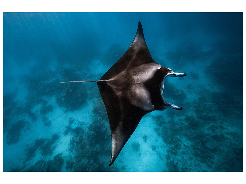 canvas-print-manta-fly