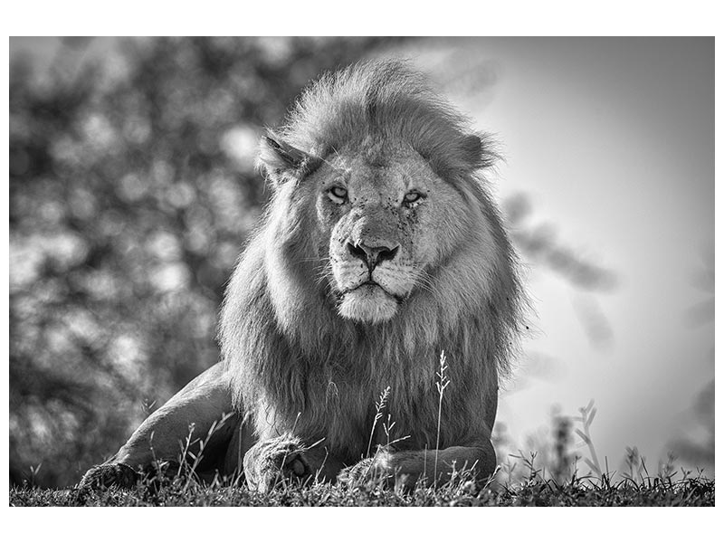 canvas-print-monochromatic-lion-king-x