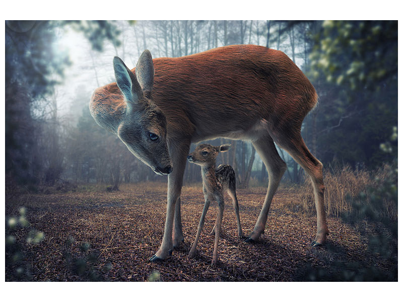 canvas-print-mother-and-fawn