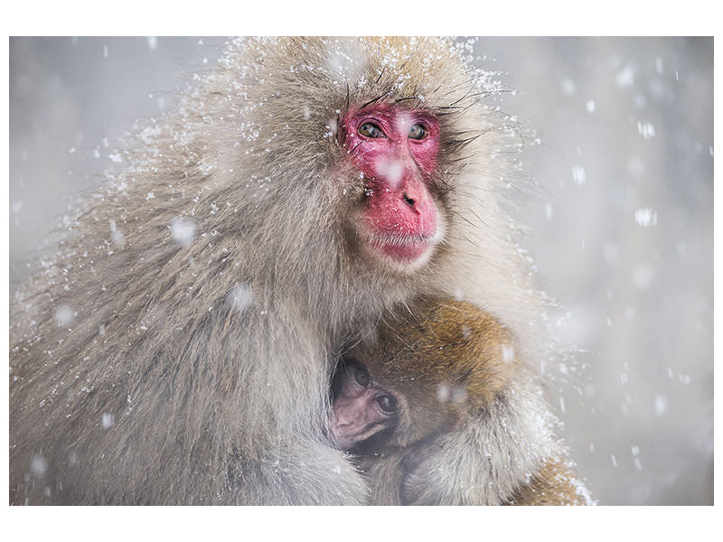 canvas-print-mothers-warmth