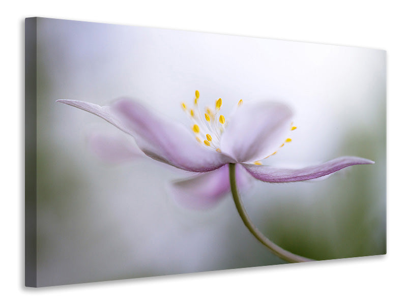 canvas-print-nemorosa-ii