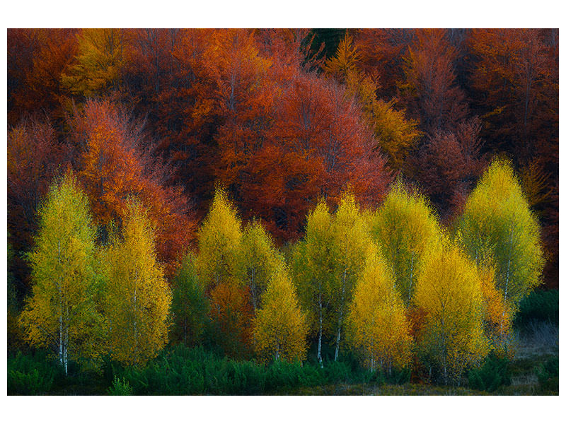 canvas-print-nimbrethil