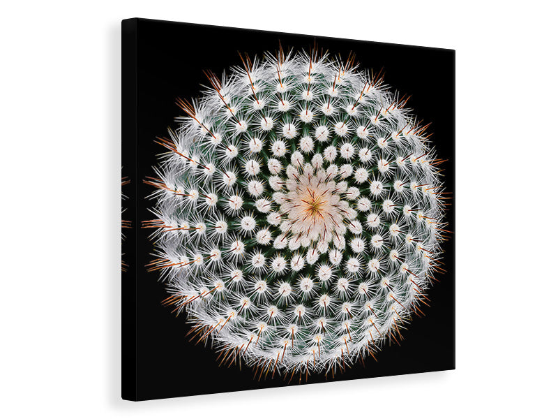 canvas-print-notocactus-scopa