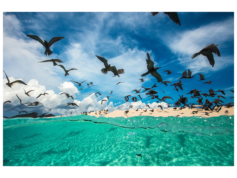 canvas-print-ocean-bird