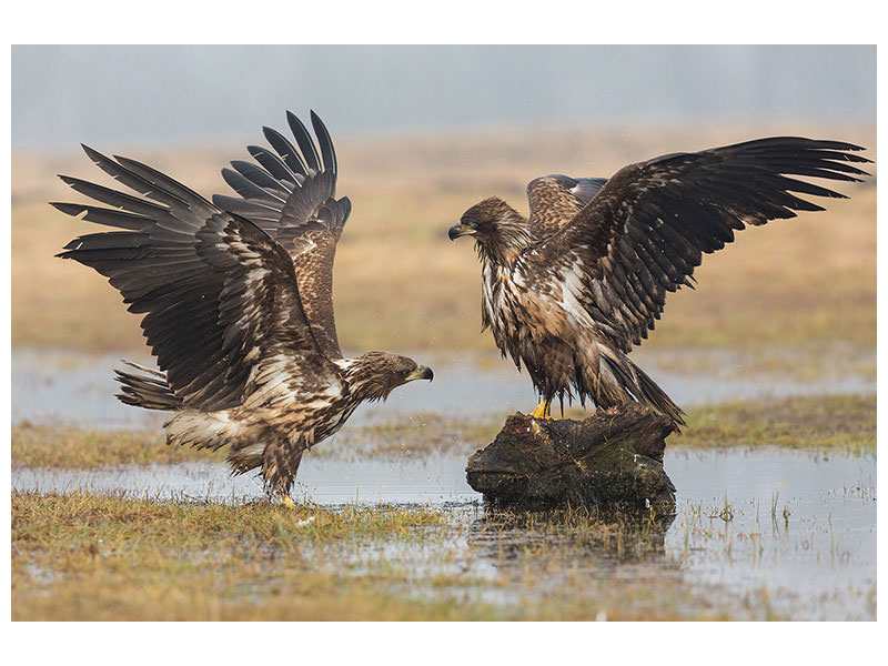 canvas-print-open-wings