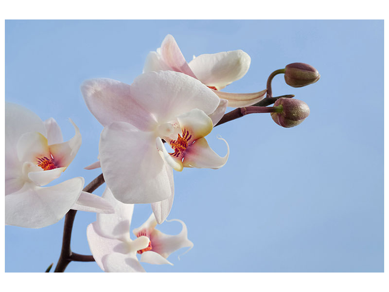 canvas-print-orchid-in-the-sky