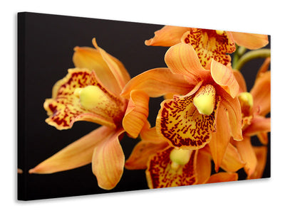 canvas-print-orchids-with-orange-flowers