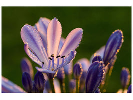 canvas-print-ornamental-lilies-with-morning-dew