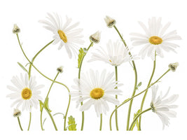 canvas-print-ox-eye-daisies