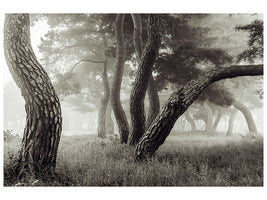 canvas-print-pine-grove-in-fog