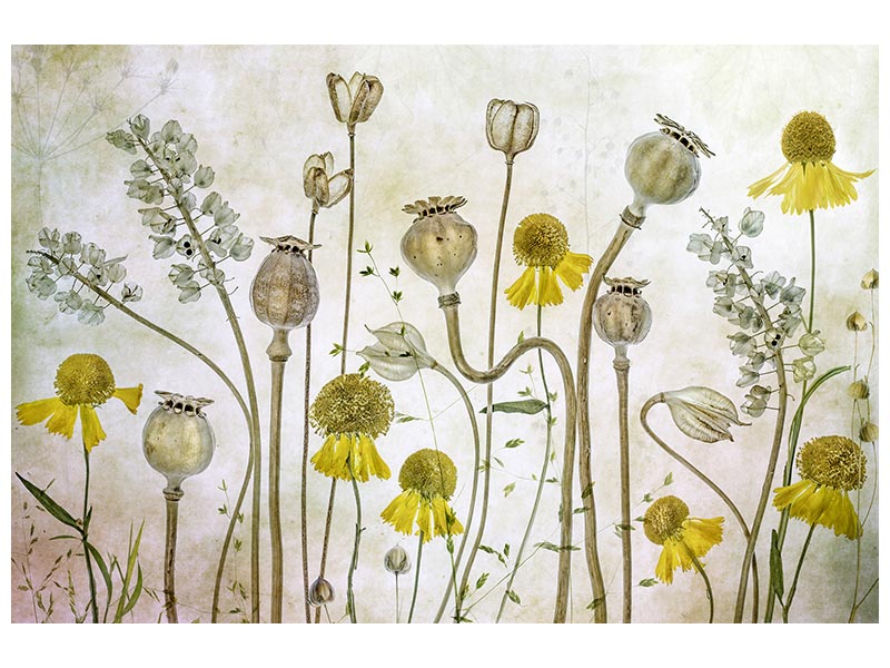 canvas-print-poppies-and-helenium-x