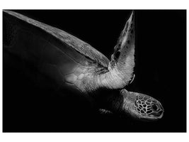 canvas-print-portrait-of-a-sea-turtle-in-black-and-white-ii-x