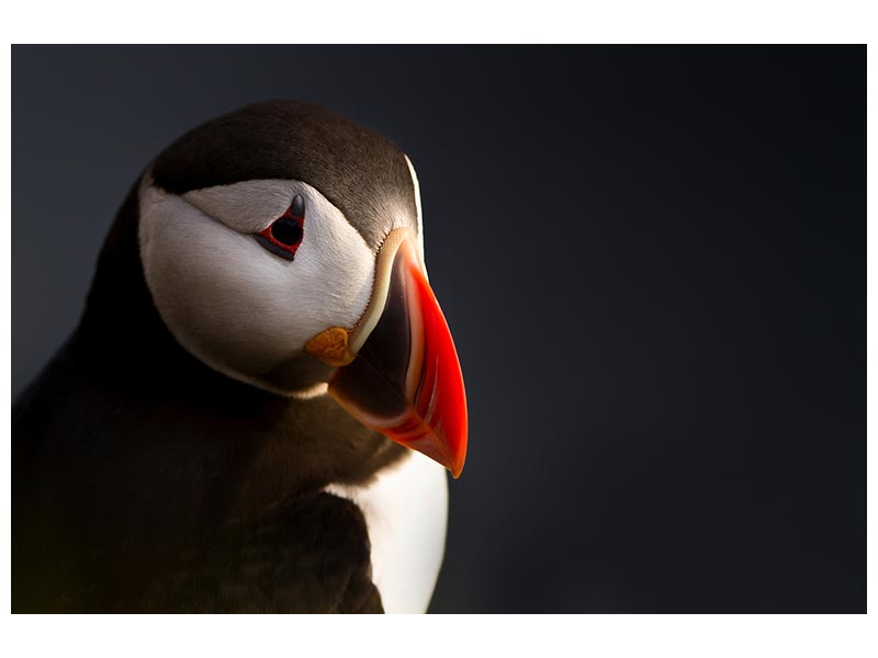 canvas-print-puffin-portrait-x