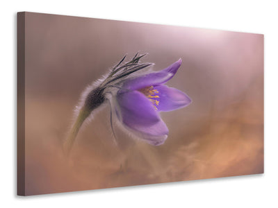 canvas-print-pulsatilla-vulgaris