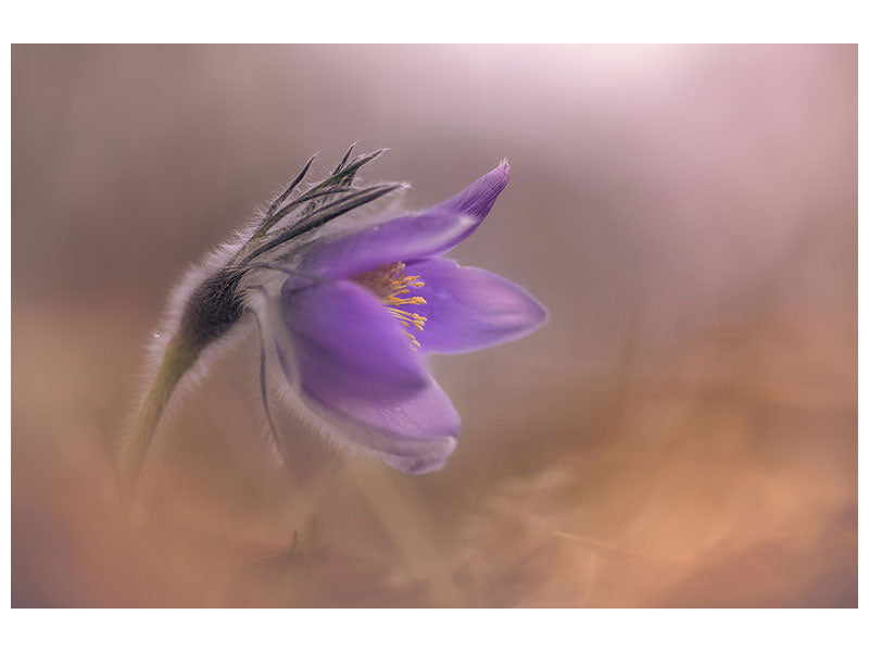 canvas-print-pulsatilla-vulgaris