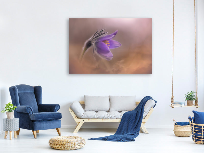 canvas-print-pulsatilla-vulgaris