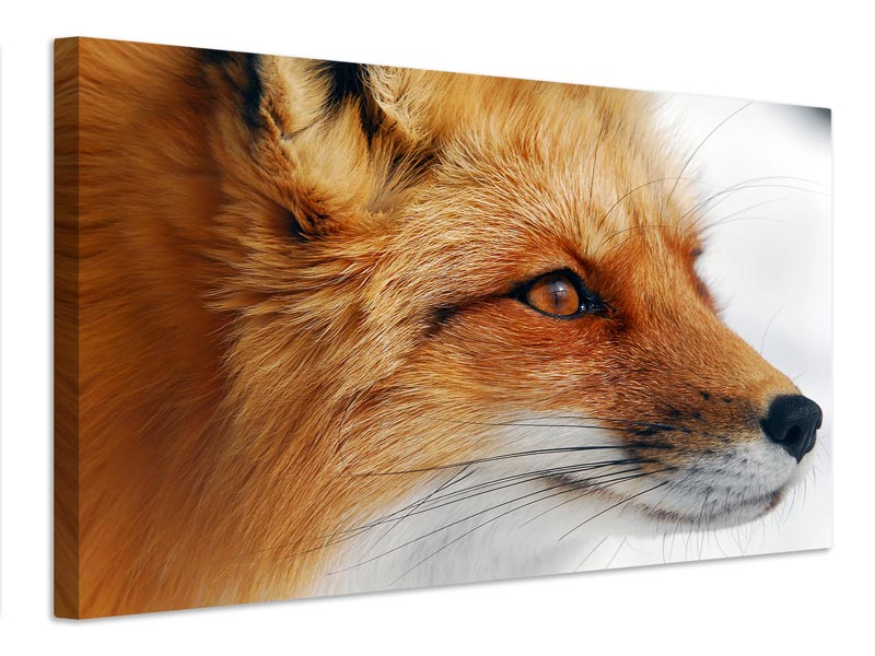 canvas-print-red-fox-x