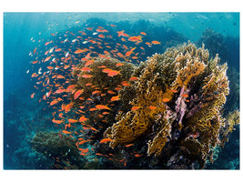 canvas-print-reefscape-x