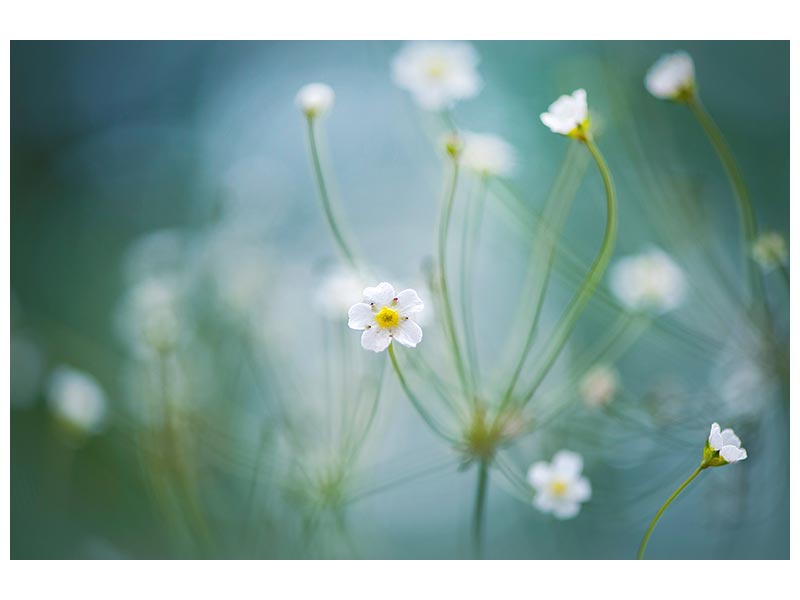 canvas-print-rock-jasmine-x