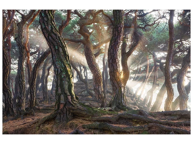 canvas-print-sacred-pine-trees-x