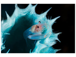 canvas-print-shrimp-in-a-blue-sponge