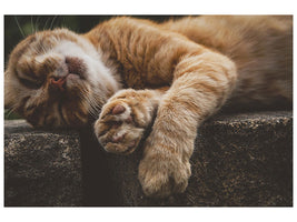 canvas-print-sleeping-cat