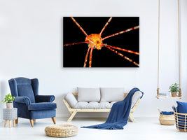 canvas-print-spider-squat-lobster