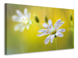 canvas-print-stitchwort-ii