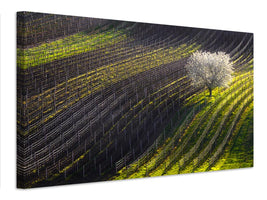 canvas-print-strings-of-spring-x