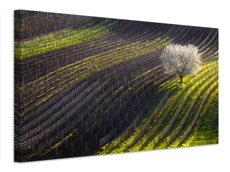 canvas-print-strings-of-spring-x