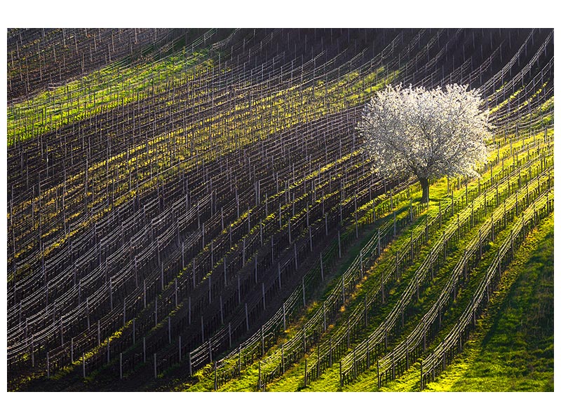 canvas-print-strings-of-spring-x