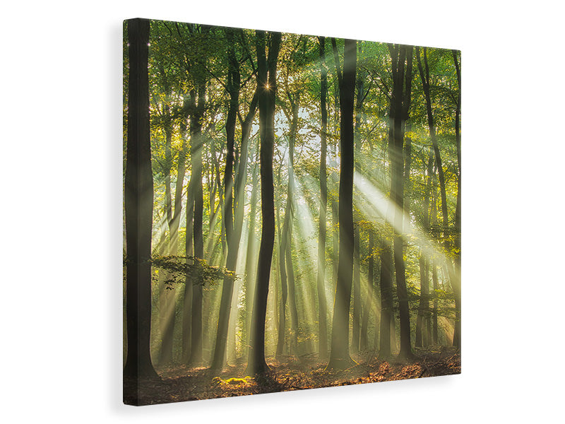 canvas-print-sunny-start-to-the-day