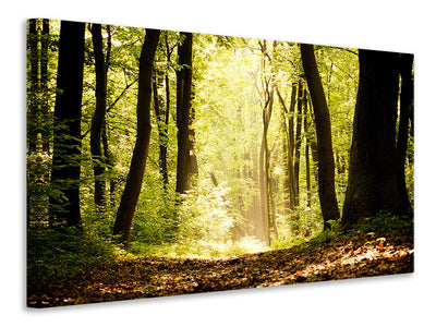canvas-print-sunrise-in-the-forest