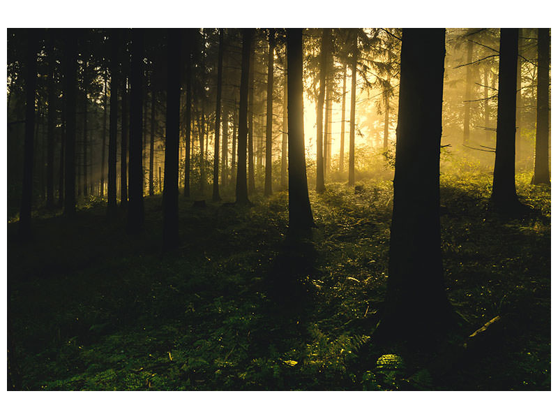 canvas-print-sunset-in-the-forest