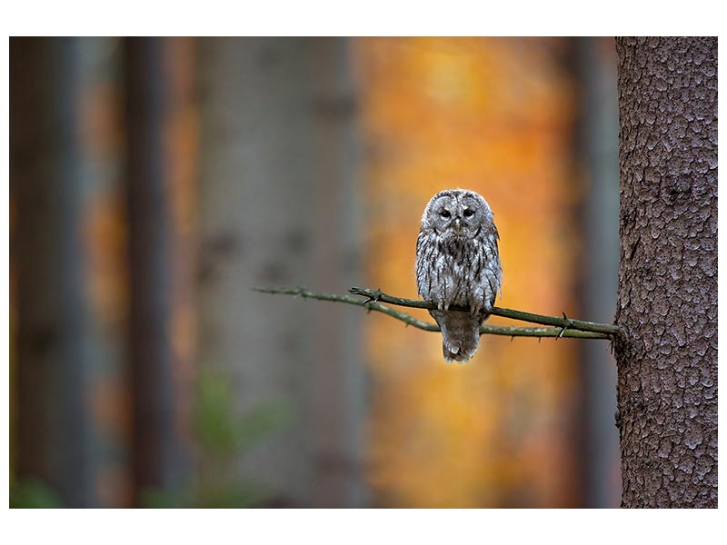 canvas-print-tawny-owl-x