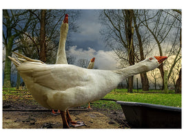 canvas-print-the-3-geese