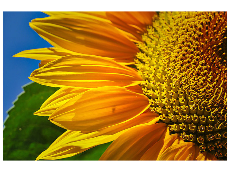 canvas-print-the-bud-close-up