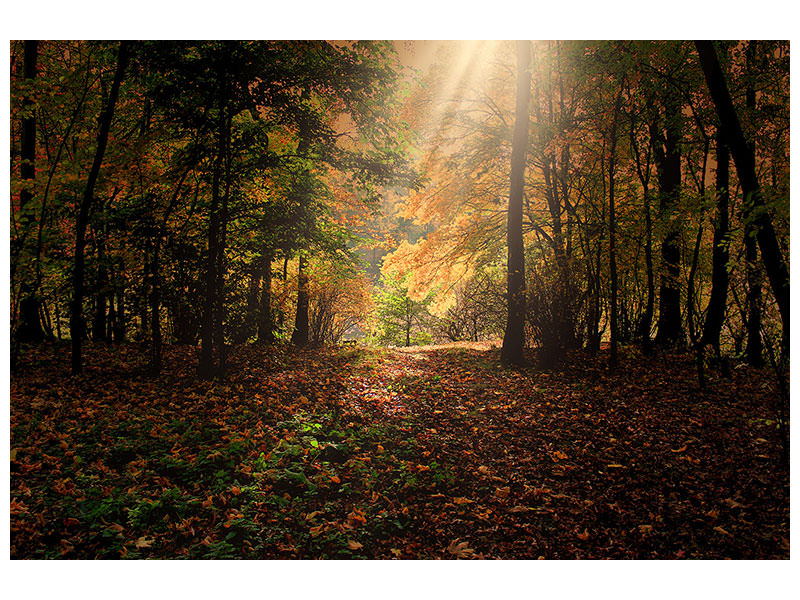 canvas-print-the-deciduous-forest