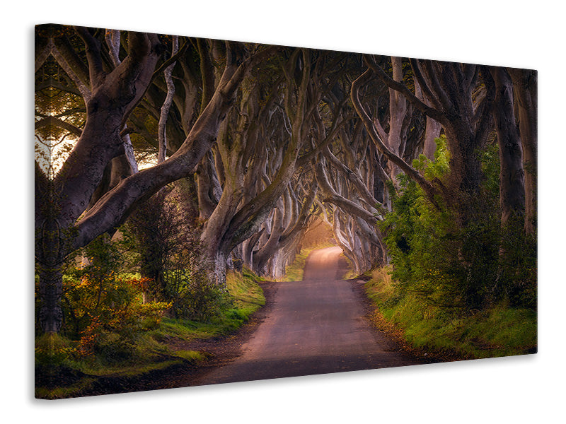 canvas-print-the-glowing-hedges