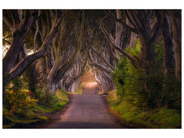 canvas-print-the-glowing-hedges