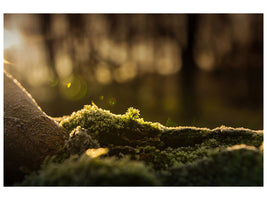 canvas-print-the-moss