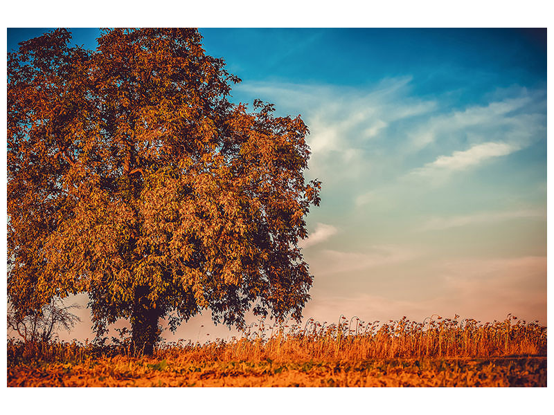 canvas-print-the-nut-tree