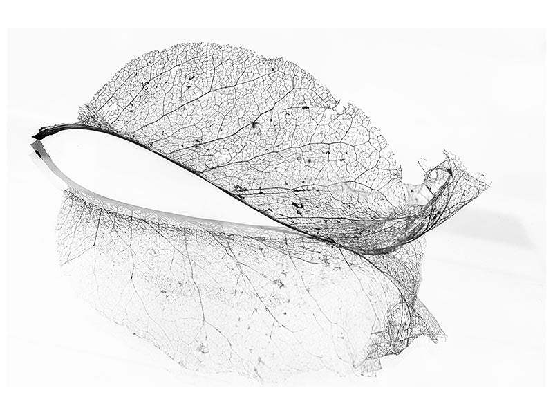 canvas-print-the-old-leaf-x