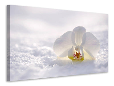 canvas-print-the-orchids-bloom